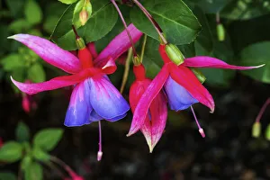 Bellevue Prints: Blue red Hardy Fuchsia Blooming. Scientific named Genii Fuchsia