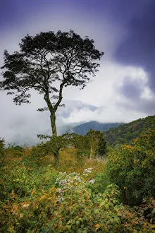 Great Smoky Mountain Prints: Blue Ridge Parkway, Smoky Mountains, USA