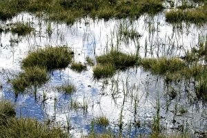 Blue sky and clouds reflect in the water of an arctic bog with tussocks of grass