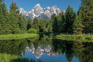 Roddy Scheer Prints: Blue spruce trees and the Grand Tetons