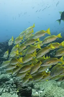 Wolf Island Prints: Blue-striped Snapper (Lutjanus viridis) Off of Wolf Island GALAPAGOS ISLANDS