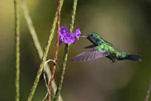 South American Prints: Blue-throated emerald