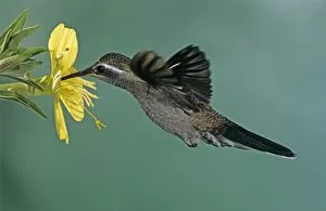 Images Dated 19th October 2007: Blue-throated Hummingbird, Lampornis clemenciae, male feeding on Primrose (Oenothera sp