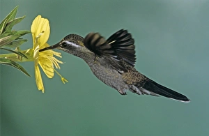 Images Dated 19th October 2007: Blue-throated Hummingbird, Lampornis clemenciae, male feeding on Primrose (Oenothera sp