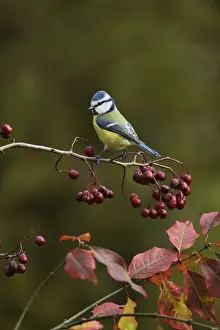 Berry Prints: Blue Tit (Parus caeruleus), adult perched on berry laden branch of European cranberrybush