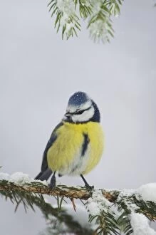 Images Dated 17th December 2005: Blue Tit, Parus caeruleus, adult on sprouse branch with snow, Oberaegeri, Switzerland