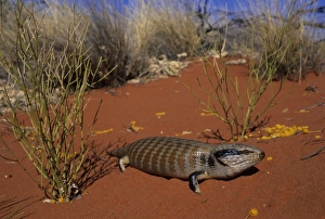Blue-tongued Skink, (Tiliqua multifasciata), Ayers Rock, Australia