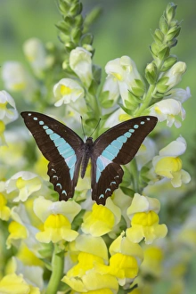 Images Dated 30th November 2014: Blue Triangle Butterfly, Graphium sarpedon