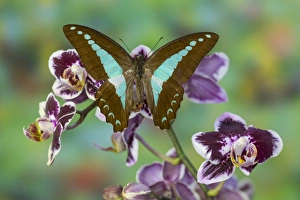 Papilionidae Prints: Blue Triangle Butterfly, Graphium sarpedon