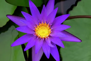 Nymphaeaceae Prints: Blue tropical water lily