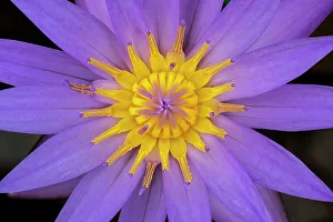 Nymphaeaceae Prints: Blue tropical water lily
