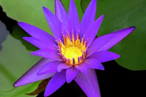 Nymphaeaceae Prints: Blue tropical water lily