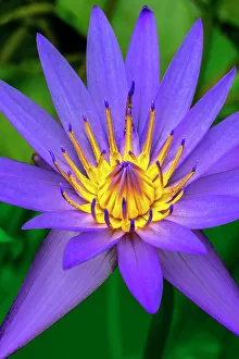 Nymphaeaceae Prints: Blue tropical water lily