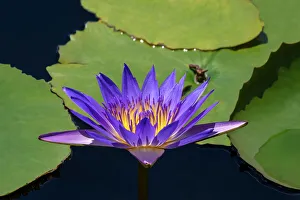 Blue tropical water lily