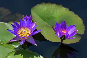 Nymphaeaceae Prints: Blue tropical water lily