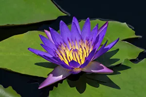 Nymphaeaceae Prints: Blue tropical water lily