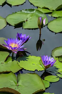 Aquatic Prints: Blue tropical water lily