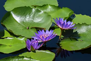 Floating Prints: Blue tropical water lily