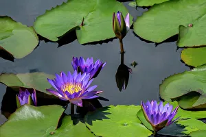 Aquatic Prints: Blue tropical water lily