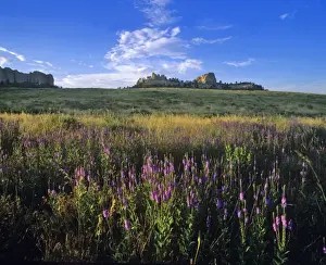 Images Dated 28th May 2010: Blue vervain wildflowers and Red Cloud Buttes at Fort Robinson State Park, Nebraska, USA