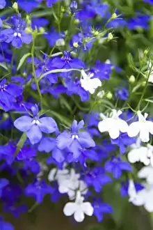 Scot Land Prints: Blue and white flowers at the famous castle in Scotland called the Cawdor Castle