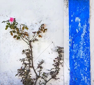 Blue White Wall Pink Rose Street Medieval Town Obidos Portugal
