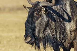 Kalahari Desert Prints: Blue wildebeest close-up portrait in the Kalahari Desert of southern Africa