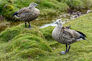 Ethiopia Prints: Blue-winged Goose (Cyanochen cyanoptera). Bale Mountains National Park. Ethiopia