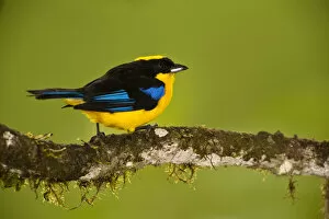 Images Dated 12th August 2006: Blue-winged Mountain-tanager (Anisognathus somptuosus) Mindo Cloud Forest