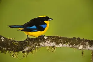 Mindo Prints: Blue-winged Mountain-tanager (Anisognathus somptuosus) Mindo Cloud Forest