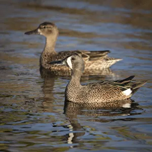 Blue-winged teal, Anas discors, Merritt Island National Wildlife Refuge, Black Point Drive