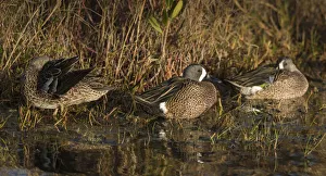 Blue-winged teal, Anas discors, Merritt Island National Wildlife Refuge, Black Point Drive