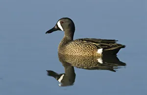Teal Prints: Blue-winged Teal, Anas discors, male, Port Aransas, Texas, USA