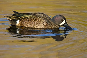 Images Dated 19th January 2011: Blue-winged Teal (Anas discors) duck feeding in freshwater pond