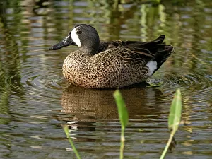 Images Dated 2022 August: Blue-winged teal, Florida, USA