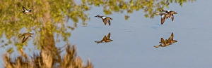 Shorebird Prints: Blue-winged teal fly low across water