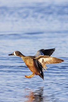 Images Dated 10th June 2024: Blue-winged teal landing in wetland, Marion County, Illinois