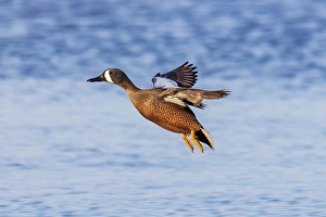 Images Dated 10th June 2024: Blue-winged teal landing in wetland, Marion County, Illinois