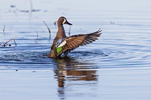 Images Dated 10th June 2024: Blue-winged teal male bathing in wetland, Marion County, Illinois