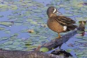 Marsh Prints: Blue-winged Teal Preening