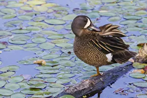 Blue-winged teal preening