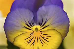 Botany Prints: Blue yellow Garden Pansy Blooming macro, Bellevue, Washington State. Cold Weather flowers