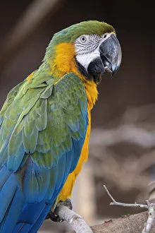 Macaw Prints: Blue and Yellow Macaw