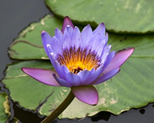 China Prints: Blue Yellow Water Lily Flowers and Pads, Closeup, Macro