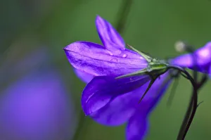 Sub Alpine Prints: Bluebell flower in Independence Pass in Colorado