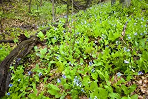 Images Dated 5th May 2011: Bluebells carpet the forest floor at Starved Rock State Park, Illinois, USA