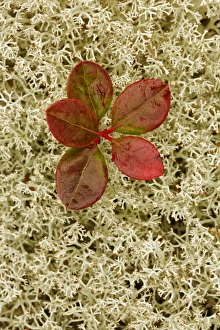 Blueberry foliage among Reindeer Moss, Cladonia rangiferina, Pictured Rocks National Lakeshore