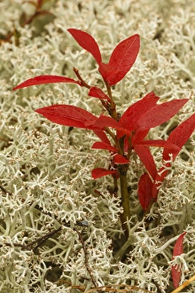 Blueberry Prints: Blueberry foliage among Reindeer Moss