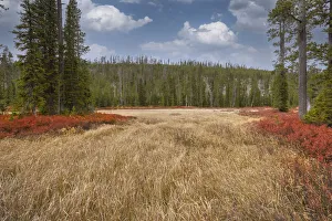Blueberry leaves in autumn red coloration, Yellowstone National Park, Wyoming Blueberry leaves in autumn red coloration, Yellowstone National Park, Wyoming