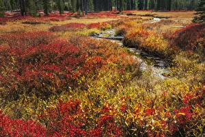 Blueberry Prints: Blueberry leaves in autumn red coloration, Yellowstone National Park, Wyoming